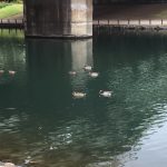 img_3668